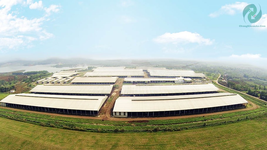 Trang trại bò sữa TH True Milk